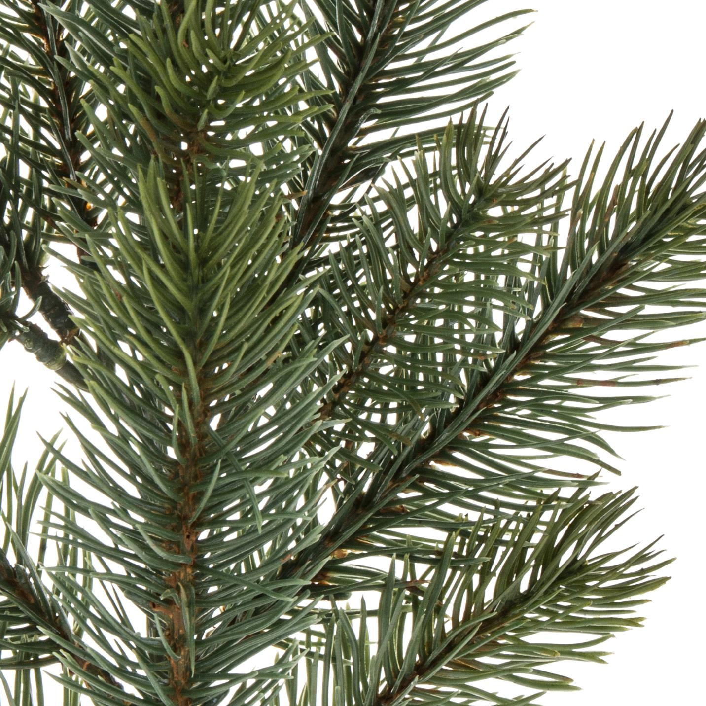 Abete ramo - Pezzi 24 - 16xH50x14cm - Bianchi Dino SpA