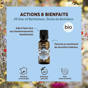 Biofloral - 29 Star of Bethlehem, Étoile de Bethléem - Bio - 19,5 gr