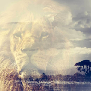 Affiche animaux lion and mount kilimanjaro Affiche sous cadre bois