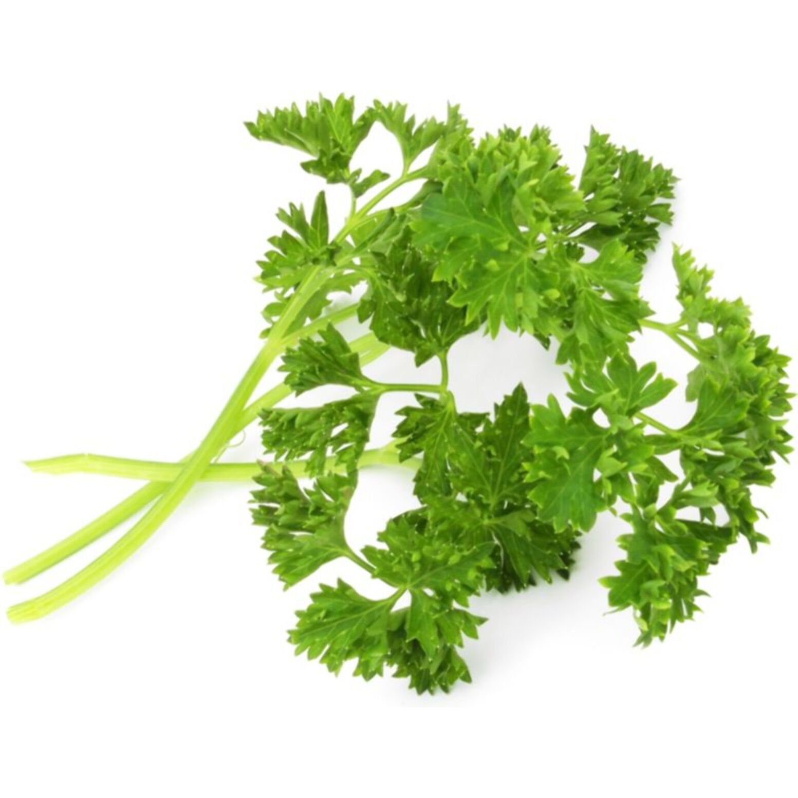 Recharge jardin d'intérieur VERITABLE Persil frisé BIO