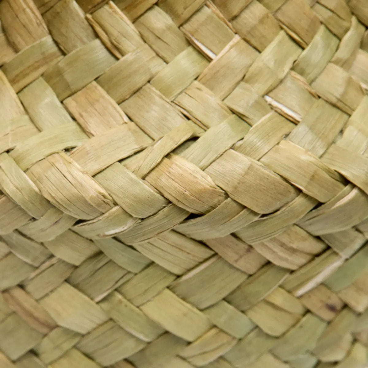 Composition de Marguerites Tifi H17cm