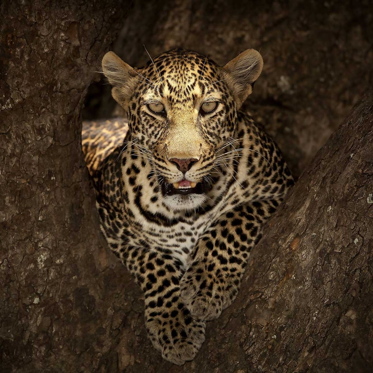 Affiche masai léopard Affiche sous cadre bois