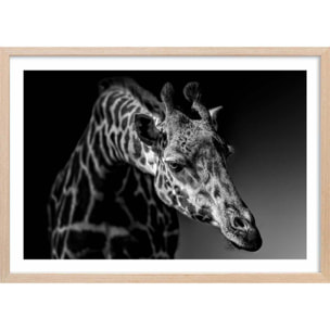 Affiche animaux girafe discrète Affiche + cadre en bois - Chêne