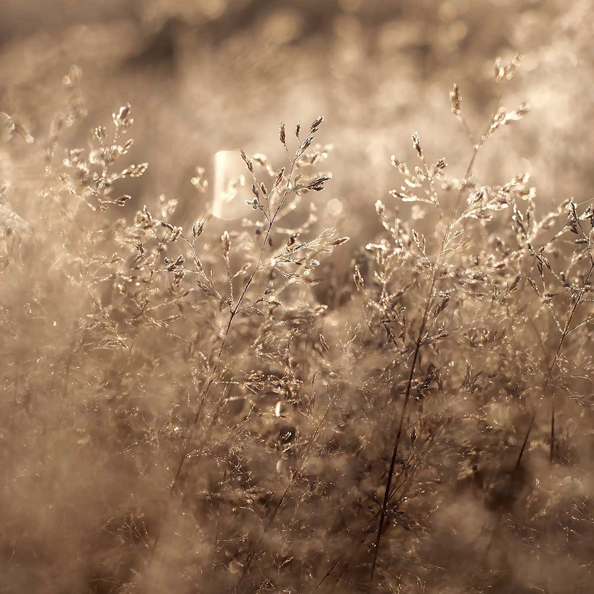 Tableau fleurs field grass Tableau alu Dibond