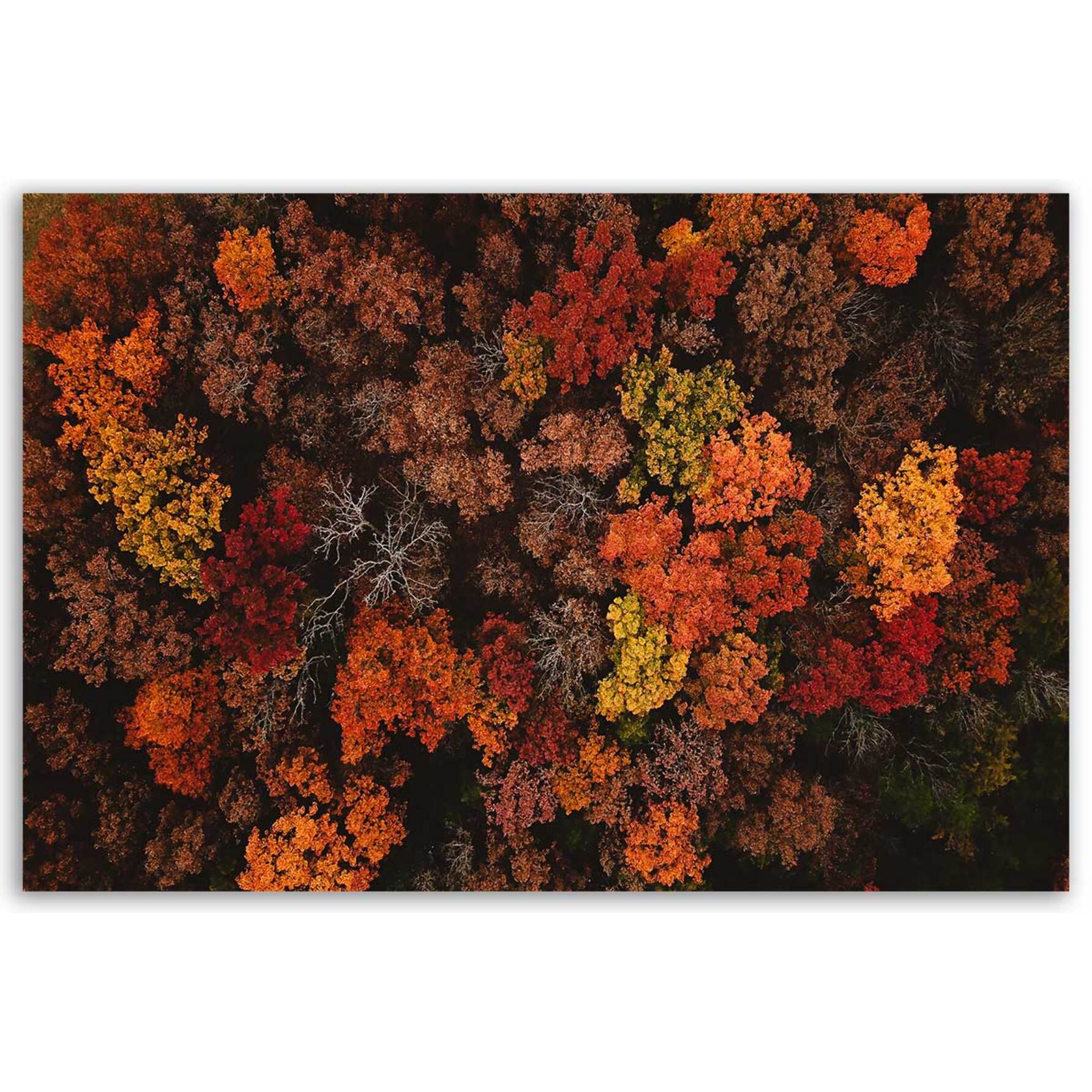 Tableau feuillage d’automne vu du ciel Toile imprimée