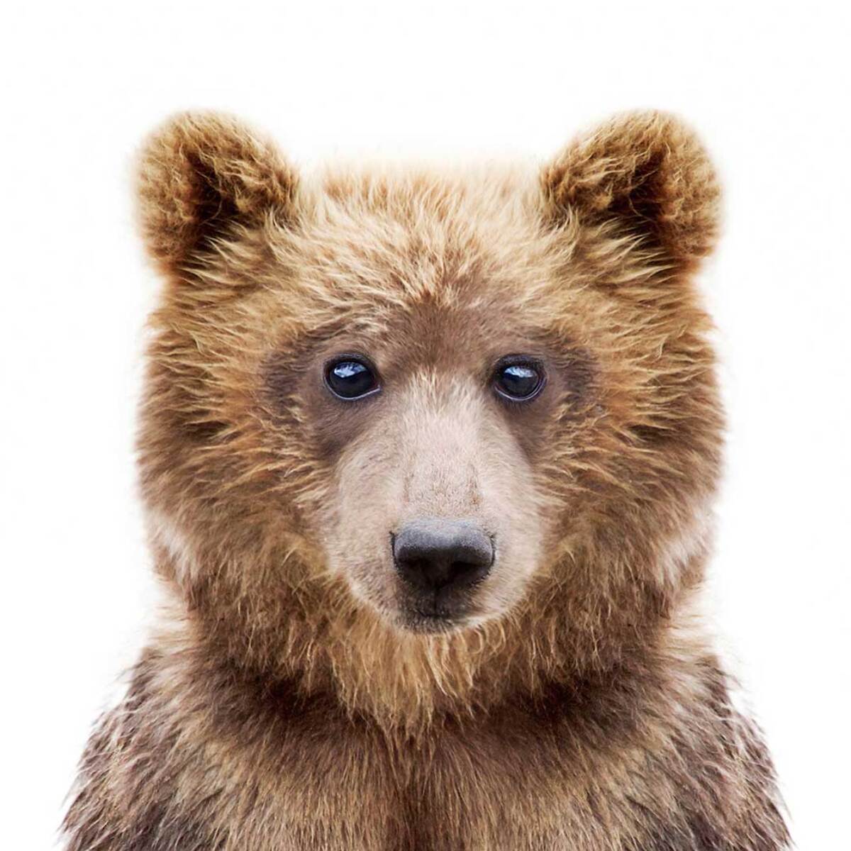 Affiche enfant bébé ours  Affiche sous cadre noir