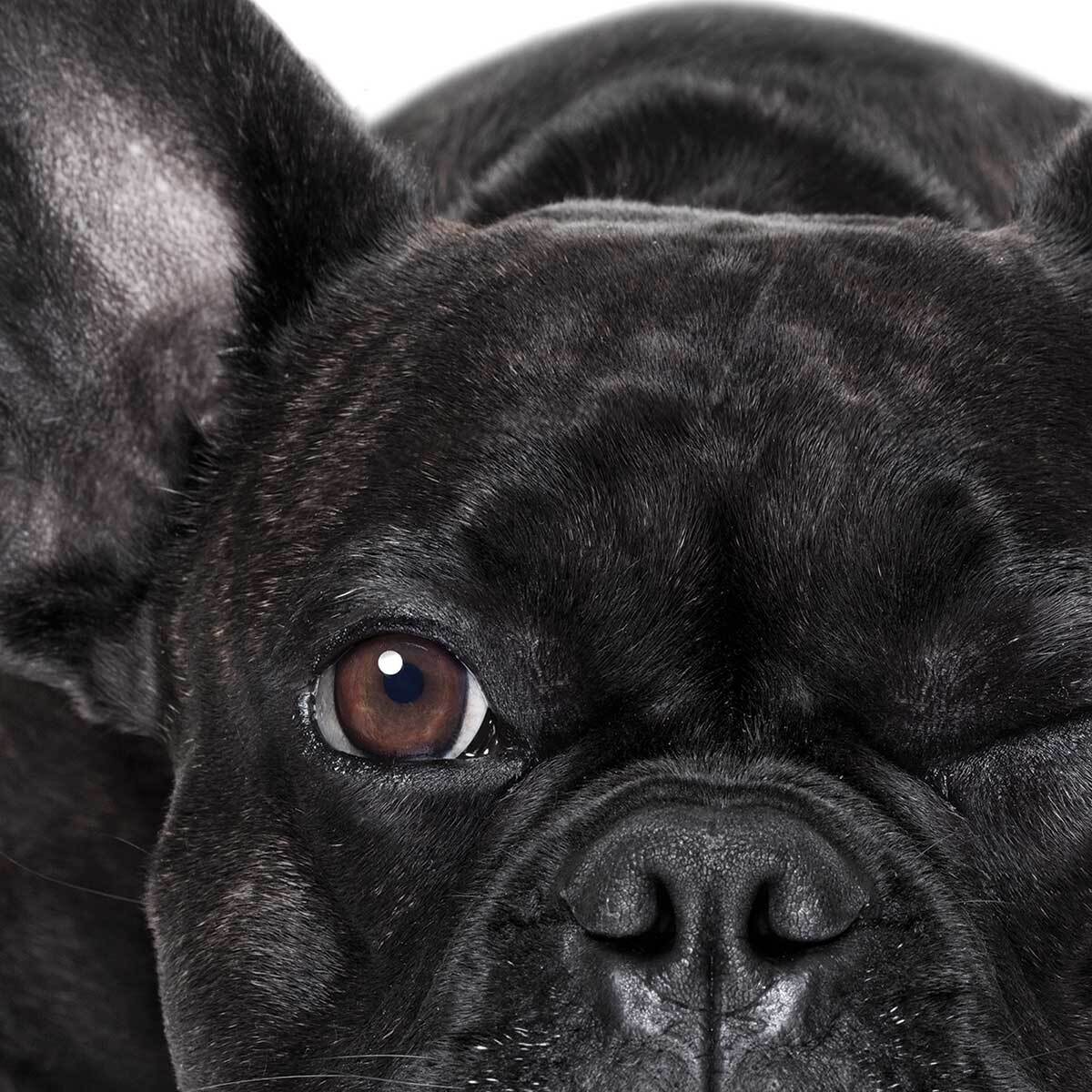 Affiche encadrée bouledogue français noir Affiche + cadre en métal - Noir