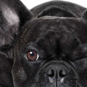 Affiche encadrée bouledogue français noir Affiche + cadre en métal - Noir