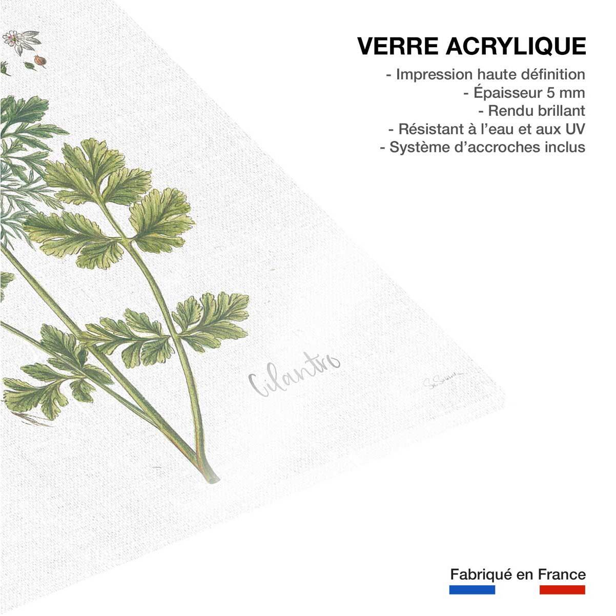 Tableau fleurs Coriandre dessinée Tableau plexiglas