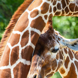 Tableau girafes complices en forêt Toile imprimée
