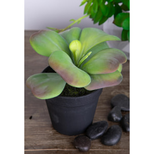 Kalanchoe Succulent Con Vaso. Altezza 16,5 Cm - Pezzi 4 - 16,5X10X16,5cm - Colore: Verde - Bianchi Dino - Piante Artificiali