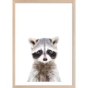 Affiche enfant bébé raton laveur  Affiche sous cadre bois