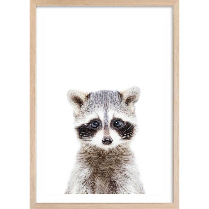 Affiche enfant bébé raton laveur  Affiche sous cadre bois