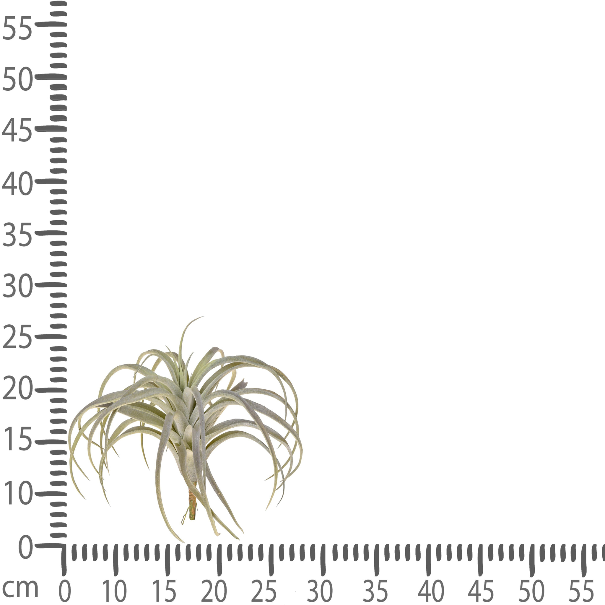 Tillandsia Con 32 Foglie. Altezza 27 Cm - Pezzi 3 - 28X27X28cm - Colore: Grigio - Bianchi Dino - Piante Artificiali