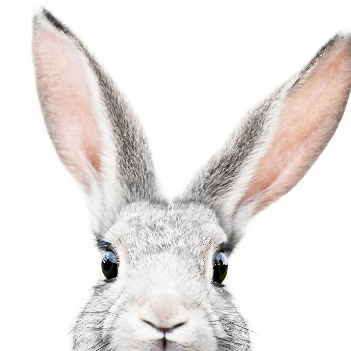 Affiche enfant lapin  Affiche + cadre en bois - Chêne