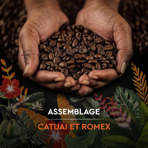 Carte Noire Grains Secret de Nature 2 Catuai 1 KG