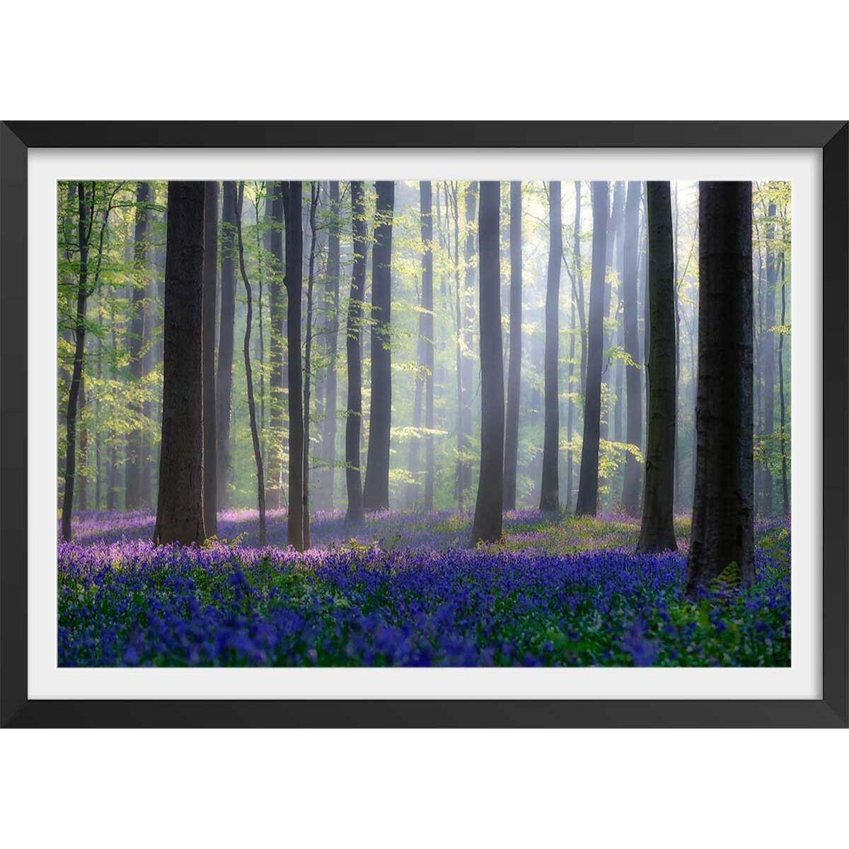 Affiche nature jacinthes et sous-bois Affiche sous cadre noir