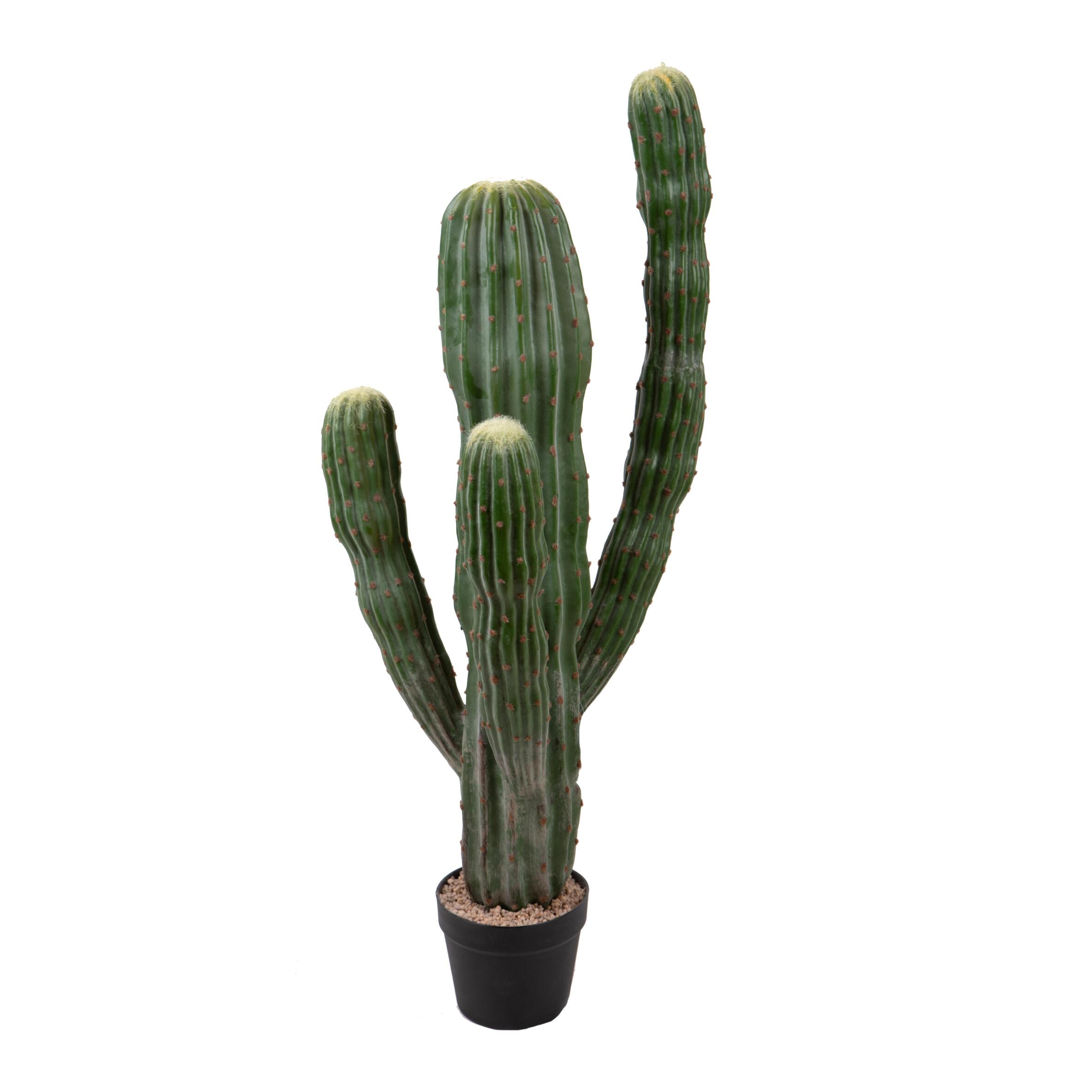 Cactus cerfus - Pezzi 1 - Colore: Verde - Bianchi Dino