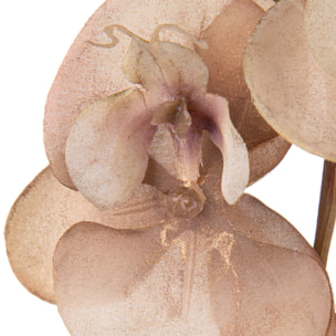 Phalenopsis br/gold - Pezzi 12 - BEIGE - Bianchi Dino SpA
