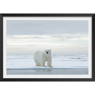 Affiche ours blanc sur la banquise Affiche + cadre en bois - Noir