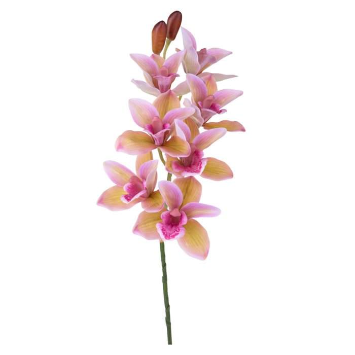 Orchidea cymbidium - Pezzi 3 - Colore: Rosa scuro - Bianchi Dino
