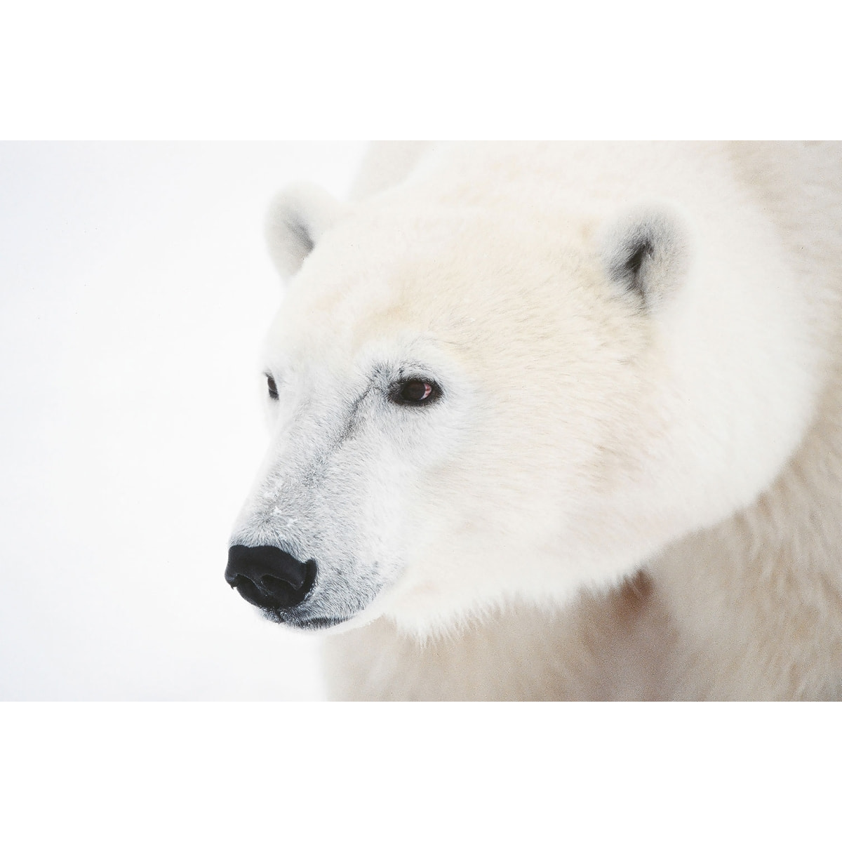 Tableau ours blanc polaire Tableau plexiglas