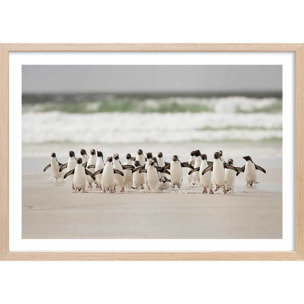 Affiche animaux pingouins Affiche + cadre en bois - Chêne