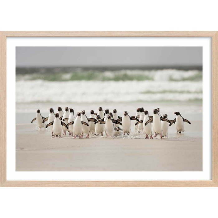 Affiche animaux pingouins Affiche + cadre en bois - Chêne