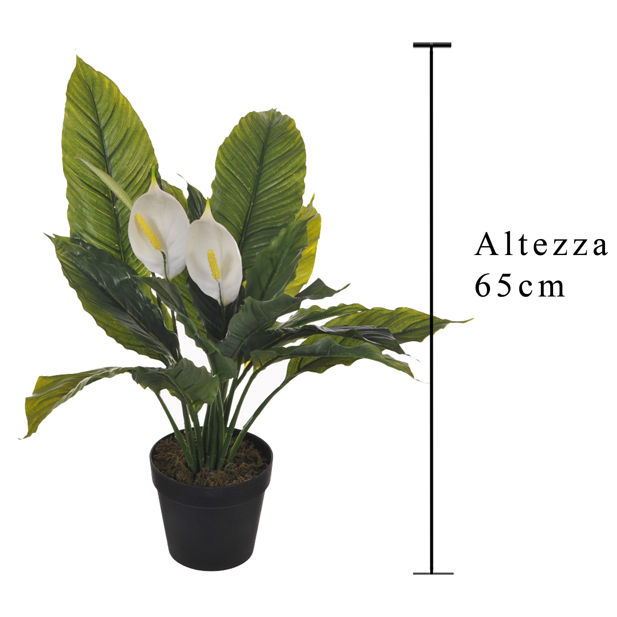 Spathipilium Con Vaso. Altezza 65 Cm - Pezzi 1 - 64X65X64cm - Colore: Verde - Bianchi Dino - Piante Artificiali