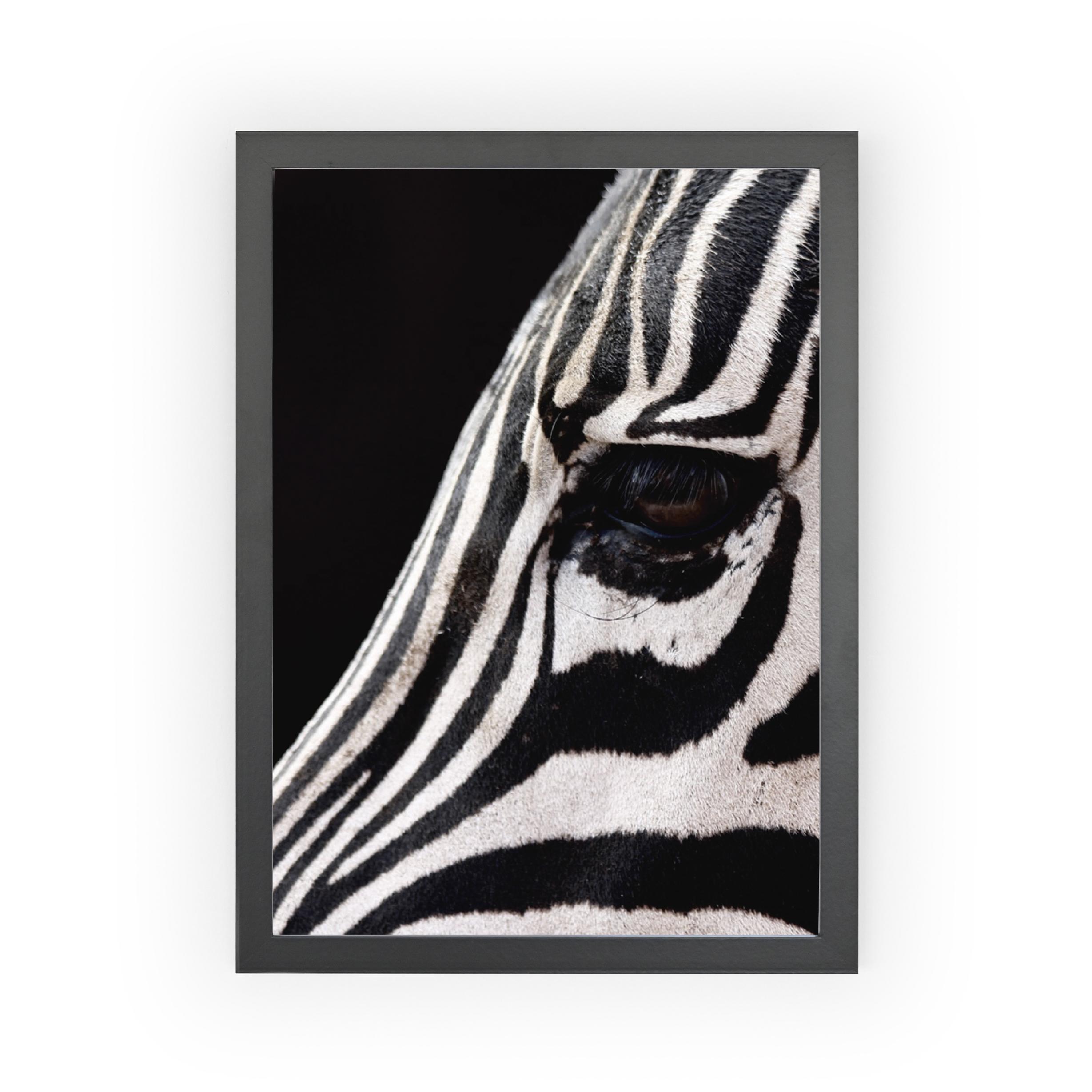 Lámina Zebra