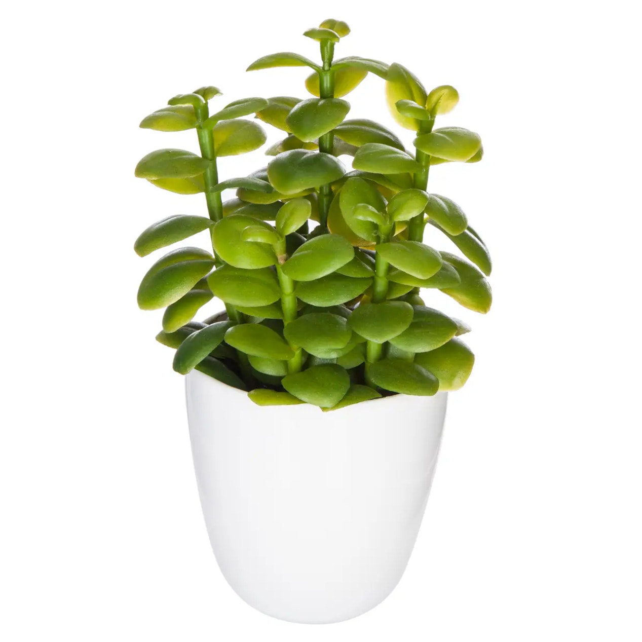 Plante succulente & cactus H18cm