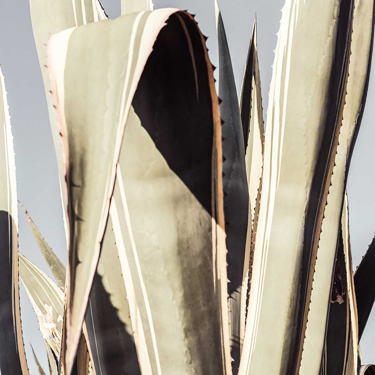 Poster cactus mexicain Affiche + cadre en bois - Chêne