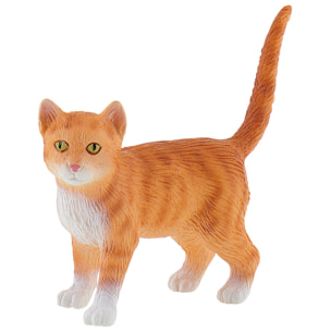 Animali di Casa/Gatto Americano a Pelo Corto