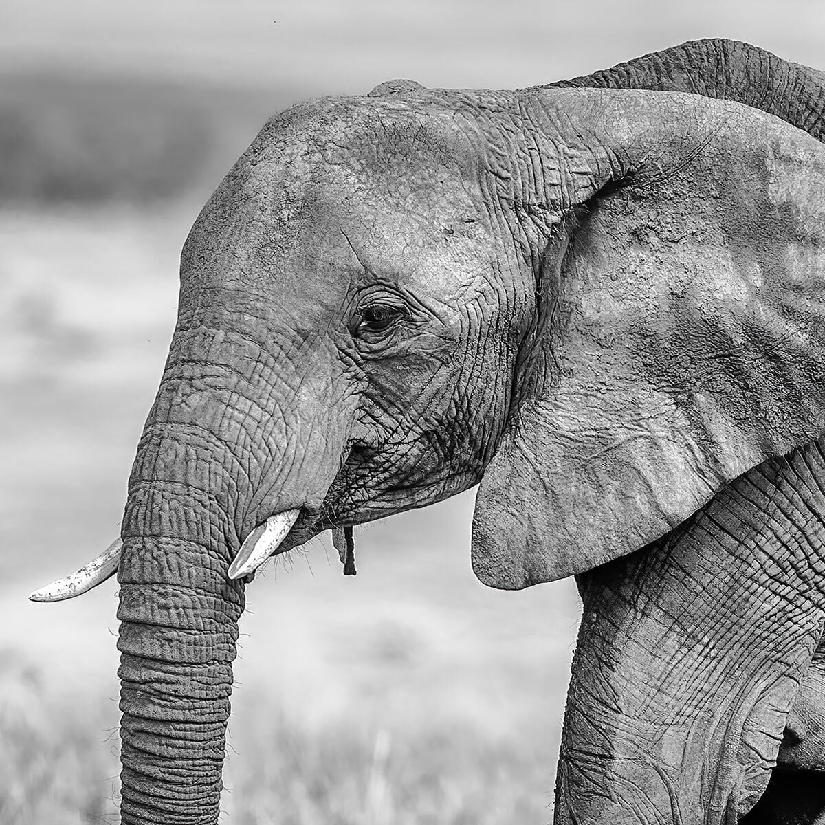 Papier peint éléphant et son petit Intissé