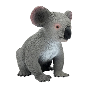 Safari/Koala