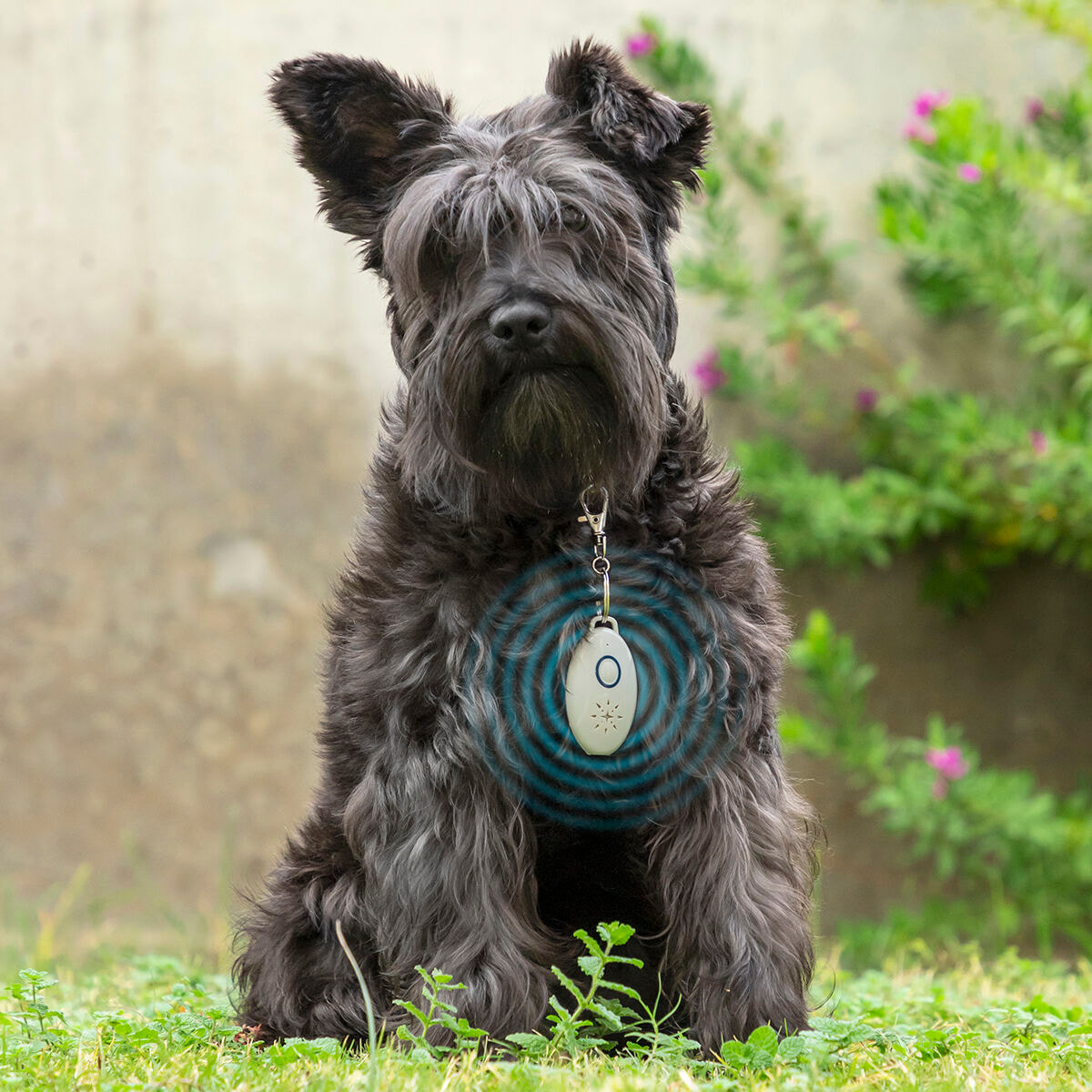 Antiparásitos por Ultrasonidos Recargable para Mascotas PetRep InnovaGoods