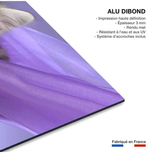 Tableau animaux chat  Tableau alu Dibond