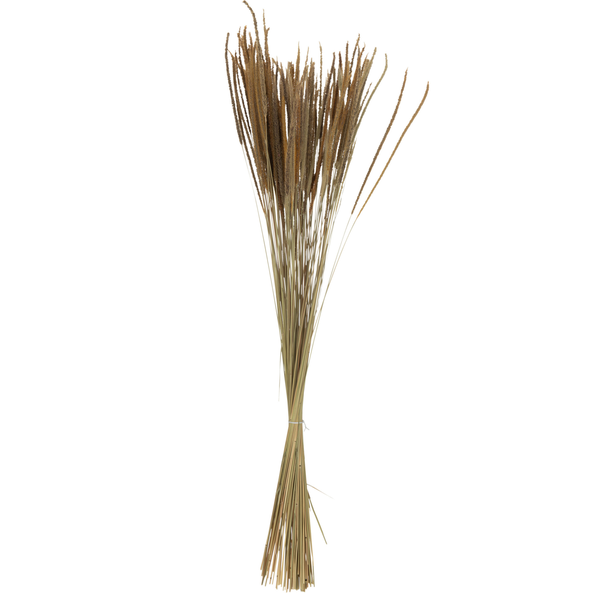 J-Line fleur artificielle Bouquet Pennisetum Seché - rotin - naturel