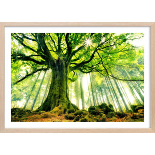 Affiche nature l 'hêtre de ponthus Affiche + cadre en bois - Chêne