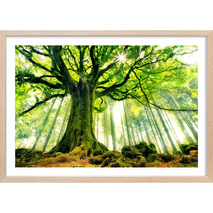 Affiche nature l 'hêtre de ponthus Affiche + cadre en bois - Chêne