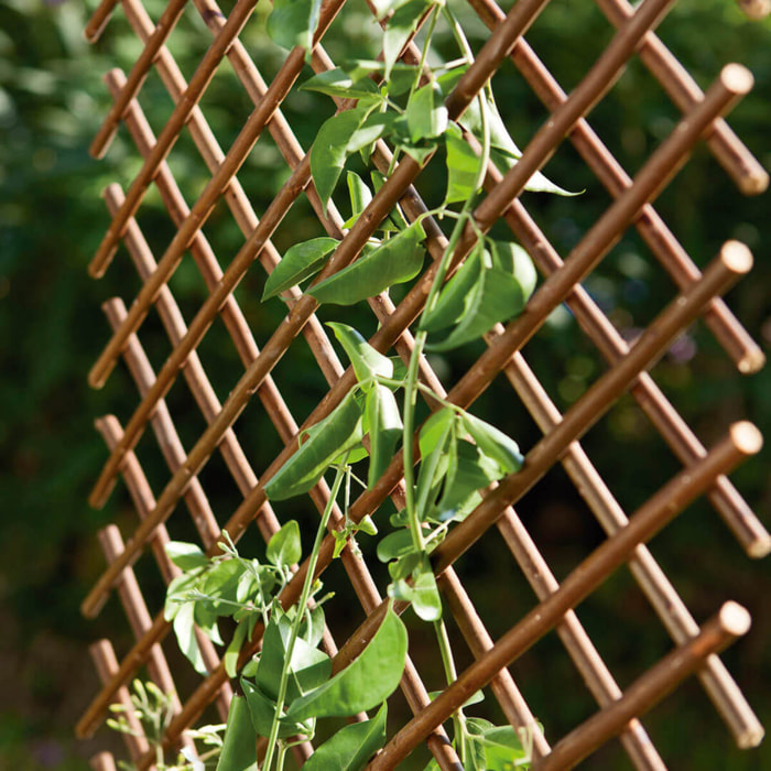 Celosia Mimbre Extensible