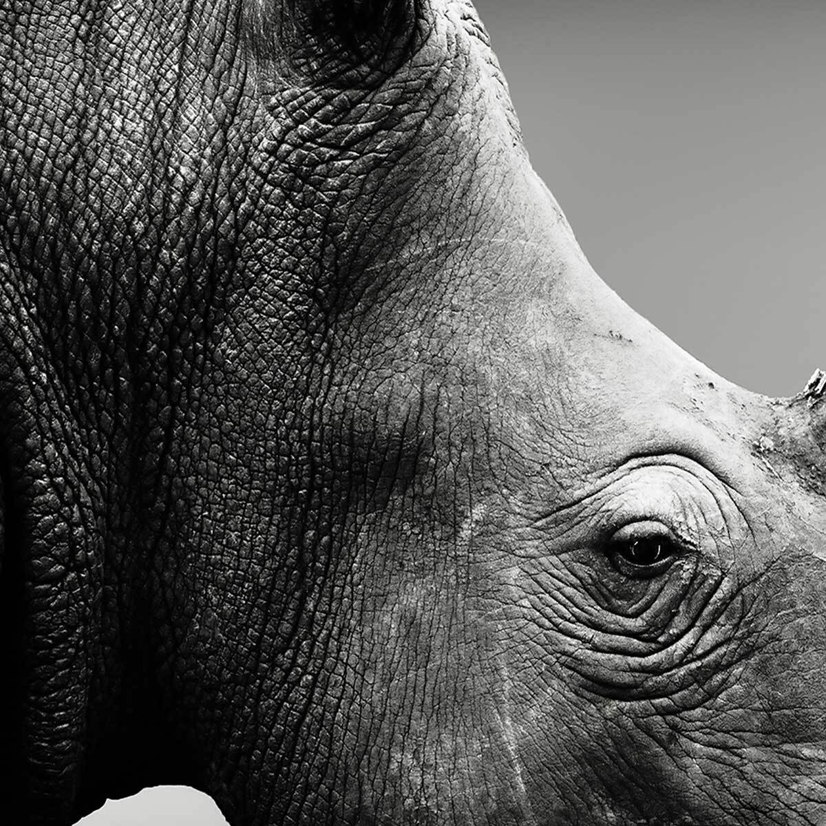 Affiche encadrée rhinocéros en noir et blanc Affiche + cadre en métal - Noir