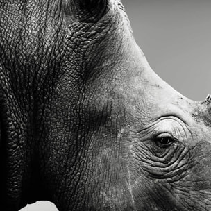Affiche encadrée rhinocéros en noir et blanc Affiche + cadre en métal - Noir