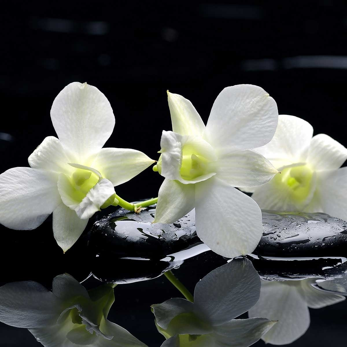 Tableau zen deco design orchidée blanche Tableau plexiglas