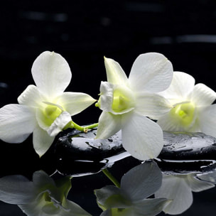 Tableau zen deco design orchidée blanche Tableau plexiglas
