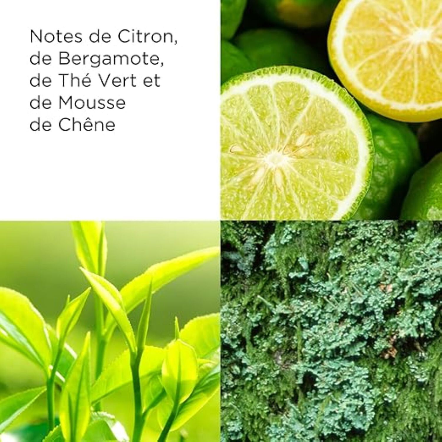Green Tea - Brume Parfumée Corps 236 ml
