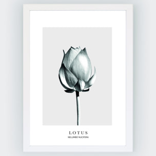 Poster Lotus