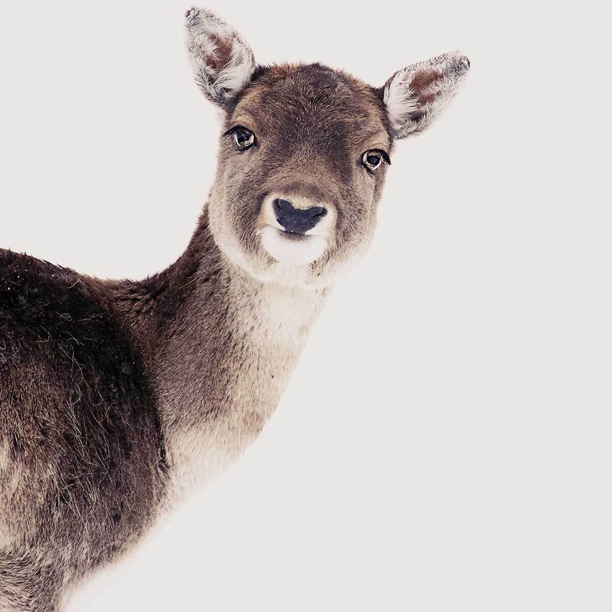 Affiche enfant biche  Affiche + cadre en bois - Chêne