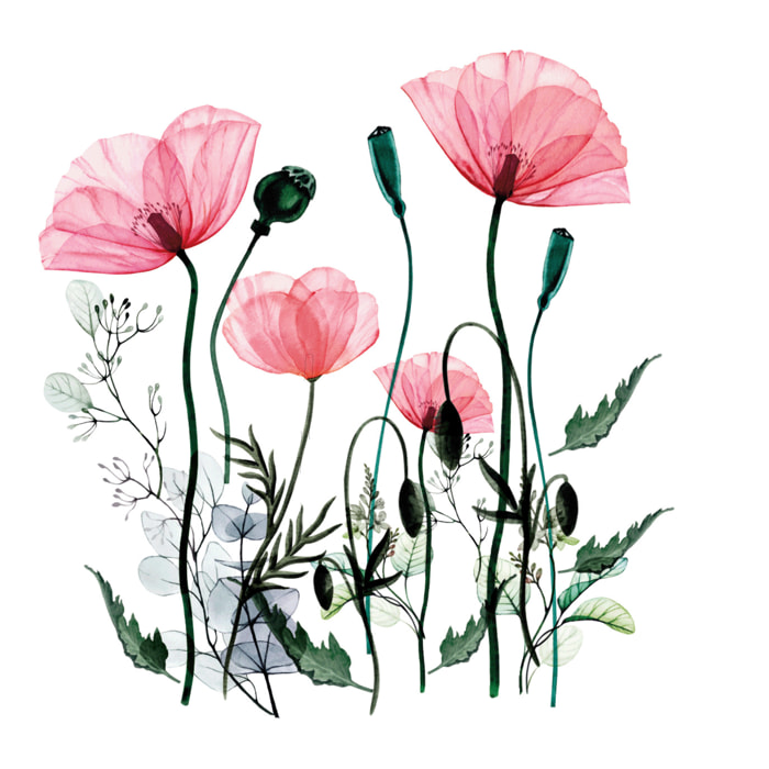 Stickers muraux | Sticker Mural Autocollant - FLEURS COQUELICOTS CHIC - adhésifs fond transparent
