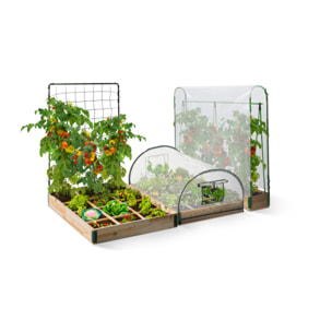 Serre potager Aroma Modula Tomato